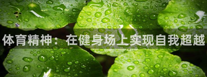 必发官方正版app娱乐网站